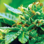 Right on! Feds Can’t Prosecute Medical Marijuana Users